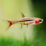Least rasbora or Boraras urophthalmoides