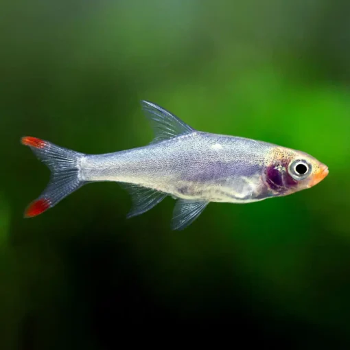 Naked rasbora or Sawbwa resplendens