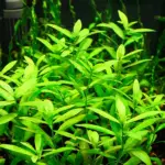 Kaiser Aquatics Hygrophila Polysperma growth