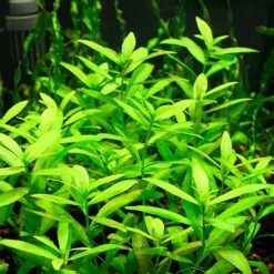 Kaiser Aquatics Hygrophila Polysperma growth