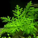 Kaiser Aquatics Hygrophila difformis growth