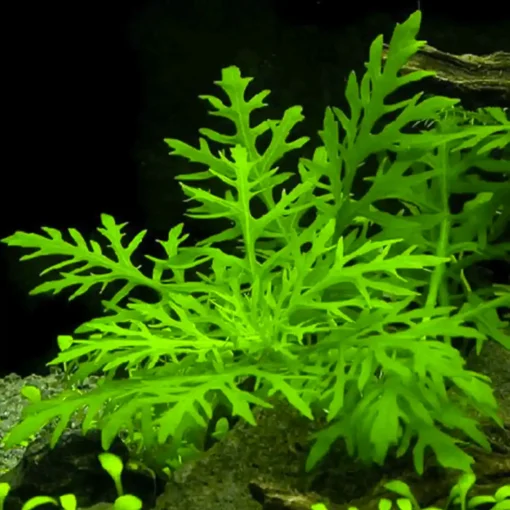 Kaiser Aquatics Hygrophila difformis growth