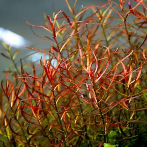 Kaiser Aquatics Ludwigia Arcuata growth