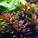 Kaiser Aquatics Ludwigia Glandulosa - Image 2
