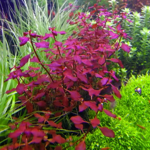 Kaiser Aquatics Ludwigia Repens growth