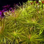 Kaiser Aquatics Pogostemon stellatus - Image 2