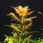 Kaiser Aquatics Proserpinaca Palustris Mermaid Weed