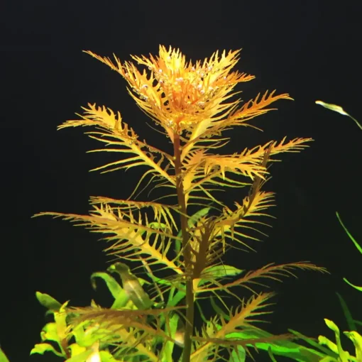 Kaiser Aquatics Proserpinaca Palustris Mermaid Weed