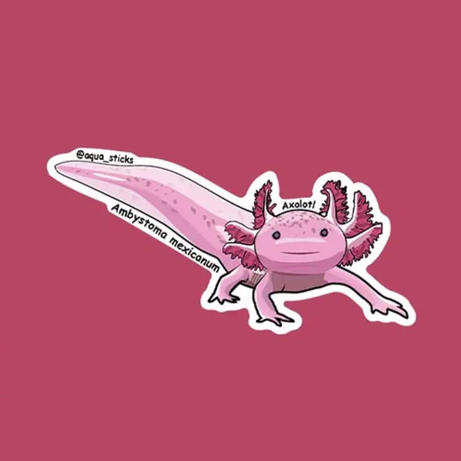 Axolotl