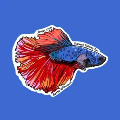 Betta - Blue Body Red Fins