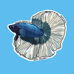 Betta - Blue Body White Fins