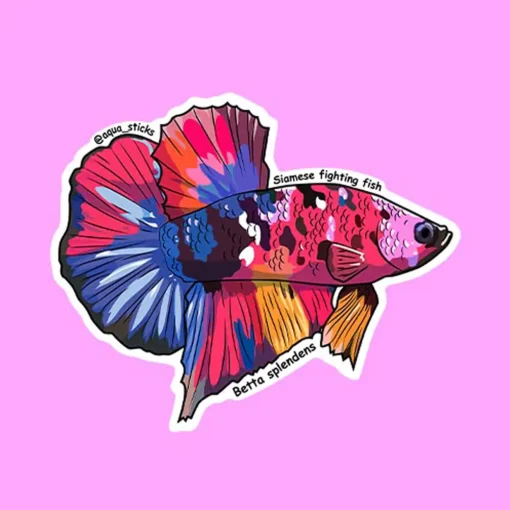 Betta – Koi