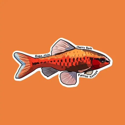 Cherry Barb