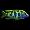 Giraffe Cichlid or Nimbochromis venustus