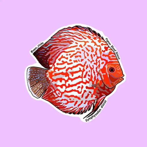 Pigeon Blood Discus