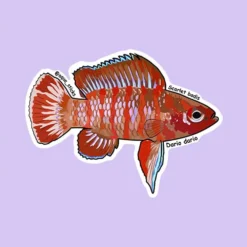 Scarlet Badis