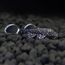Starlight Pleco L183 or Ancistrus dolichopterus