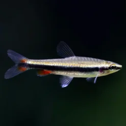 Three Lined Pencilfish or Nannostomus trifasciatus