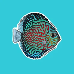 Turquoise Discus