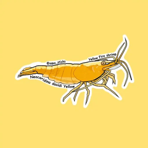 Yellow Fire Shrimp