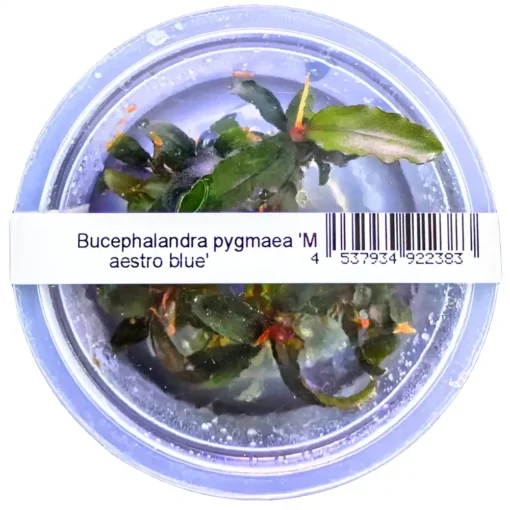 ADA Bucephalandra pygmaea Maestro blue