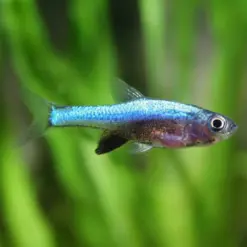 Blue Axelrodi Rasbora or Sundadanio axelrodi