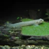 Glass Goby