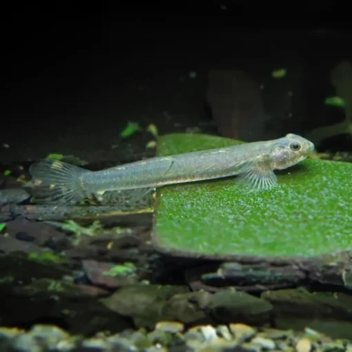 Glass Goby