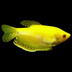 Golden Gourami or Trichogaster Tricopoterus