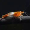 Orange Rili Shrimp