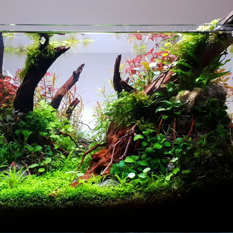 Scaped Tank 2