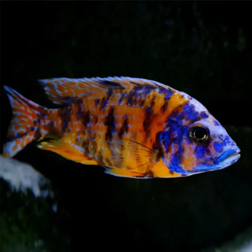 Mixed Aulonocara Orange Blotch