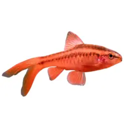 Longfin Cherry Barb or Puntius titteya