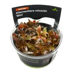 Stoffels Alternanthera reineckii Mini