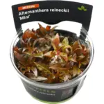 Stoffels Alternanthera reineckii Mini