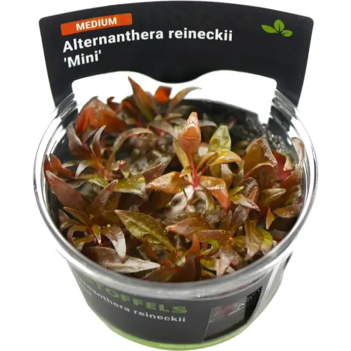 Stoffels Alternanthera reineckii Mini