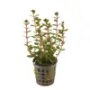 Kaiser Aquatics Rotala rotundifolia Blood Red