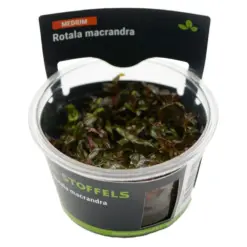 Stoffels Rotala macrandra