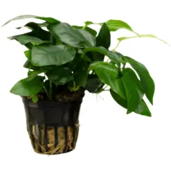 Stoffels Anubias barteri coffeifolia