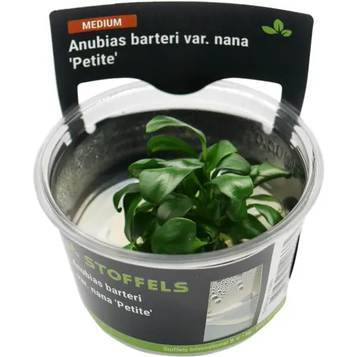 Stoffels Anubias barteri nana Petite