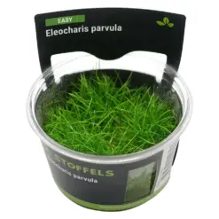 Stoffels Eleocharis parvula in-vitro