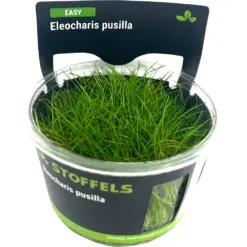 Stoffels Eleocharis pusilla