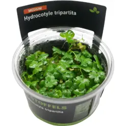 Stoffels Hydrocotyle tripartita