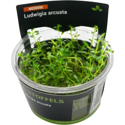 Stoffels Ludwigia arcuata