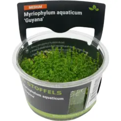 Stoffels Myriophylum aquaticum Guyana