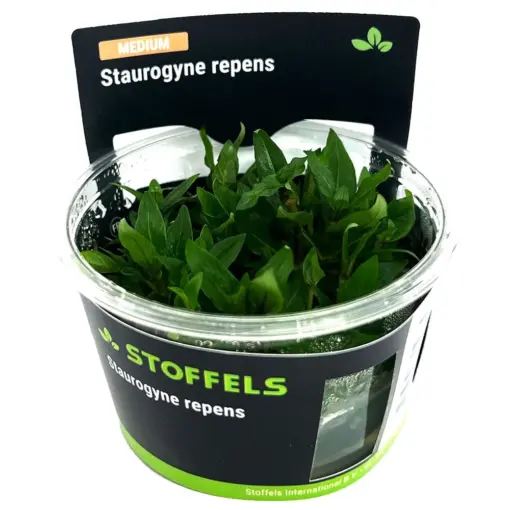 Stoffels Staurognye repens