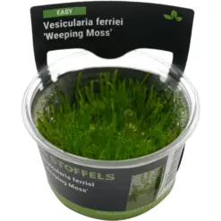 Stoffels Vesiculaia ferriei Weeping Moss