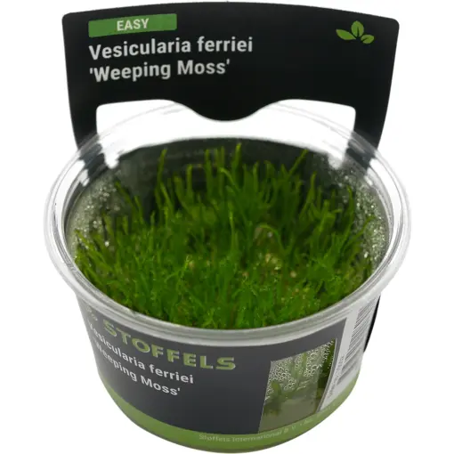 Stoffels Vesiculaia ferriei Weeping Moss