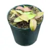 Mini Orchid Dendrobium King Zip x Speciosum