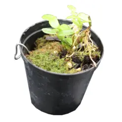 Mini Orchid Dendrobium Loddigesii x Angel Lake